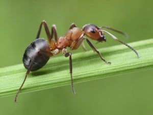 la hormiga-animales totémicos